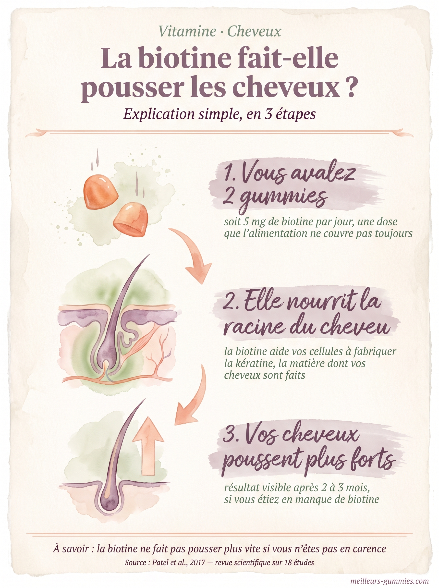 Schéma du mécanisme d'action de Biotine